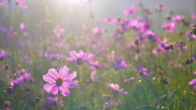 Beautiful Pink Cosmos Flower In Garden Field Are Blooming Beautifully In The Morning Light. 4K Resolution