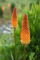 Orange flower. Knifofia. Kniphófia. Kniphofia