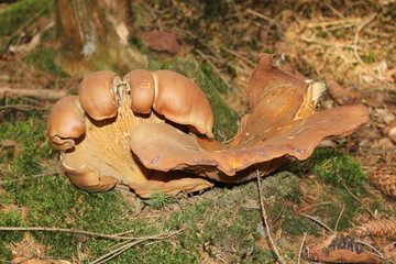 Weiherwiesen bei Tauchenweiler/Aalen-Essingen