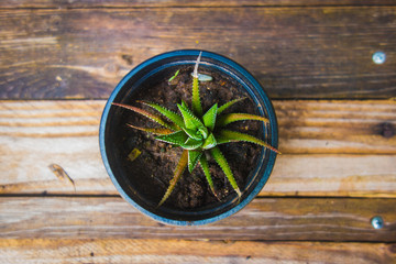 Cactus Plant In a plastic Pot Top View