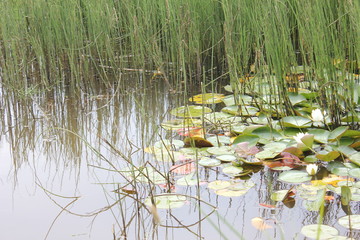 Weiherwiesen bei Tauchenweiler/Aalen-Essingen