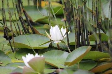 Weiherwiesen bei Tauchenweiler/Aalen-Essingen