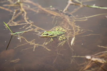 Weiherwiesen bei Tauchenweiler/Aalen-Essingen