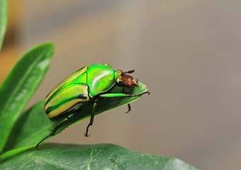 Африканская бронзовка (Coelorrhina hornimani) крупным планом
