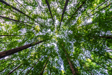 landscape of hangzhou west lake in china