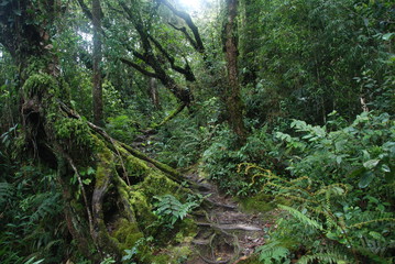 Fototapeta na wymiar Plants and trees of magic jungle in Cameron Highlands, Malaysia