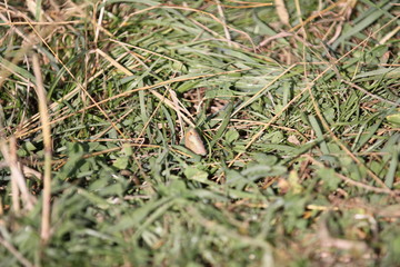 Weiherwiesen bei Tauchenweiler/Aalen-Essingen