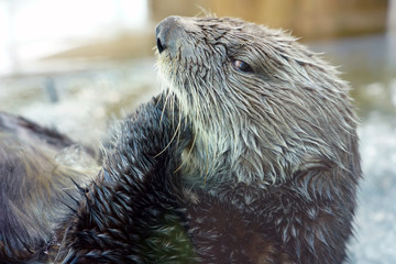 A sea otter with wet fur