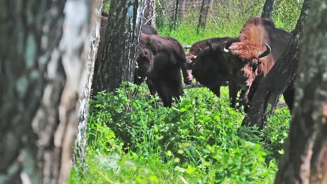 Wild european bison in the forest