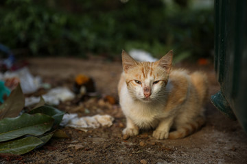 Homeless cat waitig for the food next to trash can.