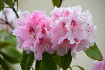 Fleurs rhododendrons.