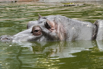 A hippopotamus in a pool at the zoo in Antwerp, Belgium.
