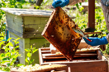 Beekeeper checking a beehive to ensure health of the bee colony or collecting honey