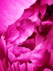 Beautiful scarlet peony flower in the Park close up 