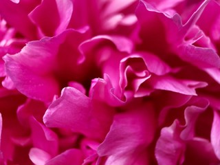 Beautiful scarlet peony flower in the Park close up 