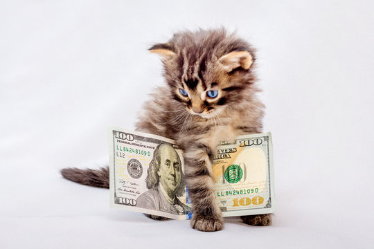 A little cat keeps a hundred dollars. Reward for a photo session. Money to make purchases_
