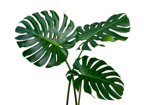 Monstera plant leaves, the tropical evergreen vine isolated on white background, clipping path included