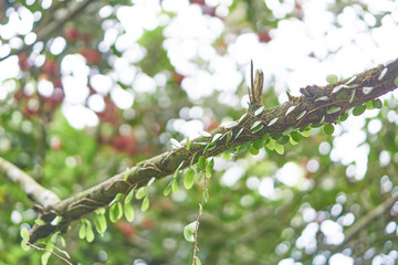 Ivy leaves on green branches, the background is light through the leaf blurred.
