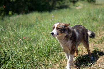 homeless dog living in the forest