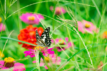 Colorful zinnia flowers,Butterfly and bug drinking nectar from zinnia flowers on the spring morning.