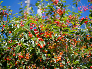 Tree with ripe red cherries