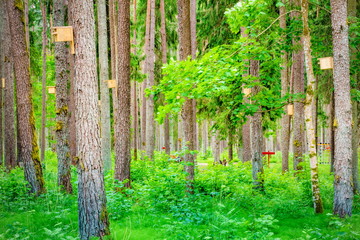 Bird boxes in forest