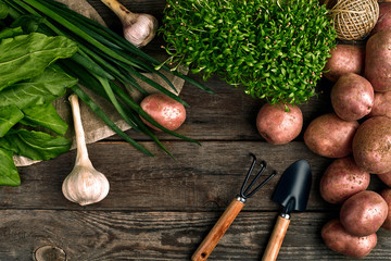 Red potatoes on burlap, garlic with greenery and a garden spade and rake on a wooden brown...