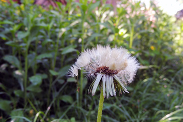 Dandelions close - up