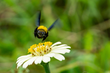 Colorful zinnia flowers,Blurred bug motion fling for drinking nectar from zinnia flowers on the spring morning.