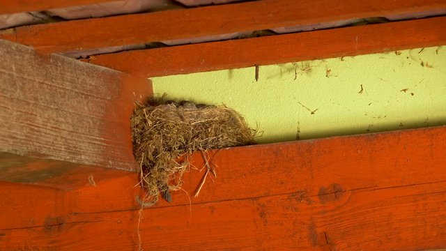 Black redstart (Phoenicurus ochruros) feeding chicks in nest