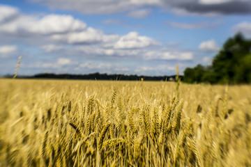 Champs de blé