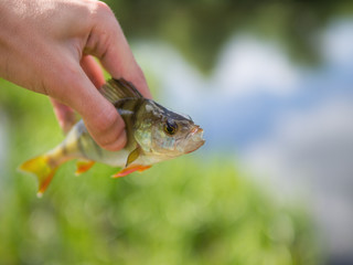 Obraz premium Perch fish on the background of the river