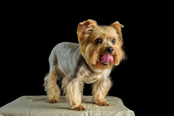 portrait of a red dog in the studio on a black background
