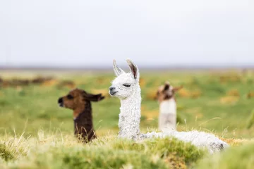 Raamstickers Three baby llamas sitting in the Altiplano in Bolivia © Jeff McCollough