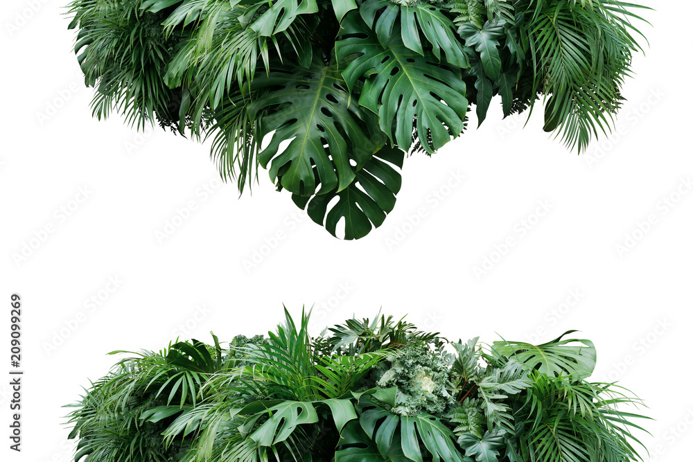 Poster Tropical leaves foliage plant bush floral arrangement nature backdrop isolated on white background, clipping path included.