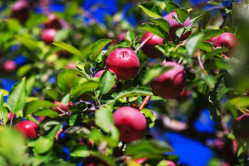 Red organic apples hanging from a tree branch in an autumn apple orchard. Great picture of ripe apples in farmer meadow ready for harvesting. Conceptual picture for organic fruits.