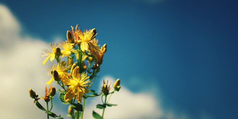 St. John'S Wort plants Bouquet on the blue sky background. Text frame. Frame with bunch of yellow flowers. Hypericum perforatum. Plants of Russian North. Kenozersky National Park, Arkhangelsk region.