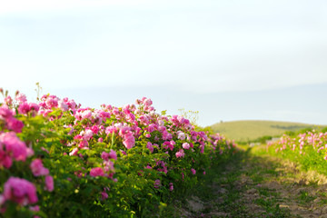 Obraz premium pink rose bush closeup on field background
