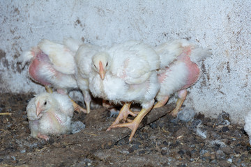 Broiler chickens. Domestic farm animals