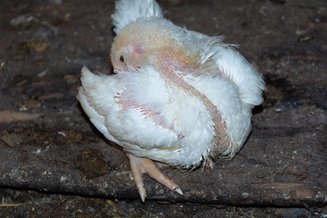 Chicken broiler. Domestic farm animals