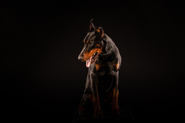 Closeup portrait of Doberman Pinscher Dog Looking in Camera on Black background