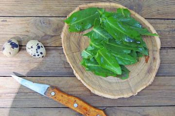 young sorrel on the blackboard