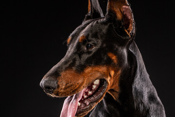 Closeup portrait of Doberman Pinscher Dog Looking in Camera on Black background