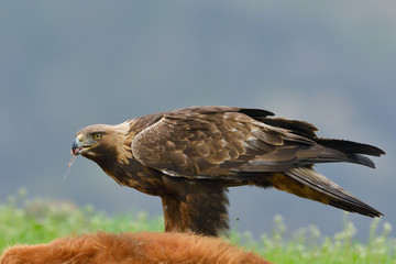 Golden Eagle feeding from a carcass