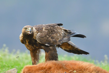Golden Eagle feeding from a carcass