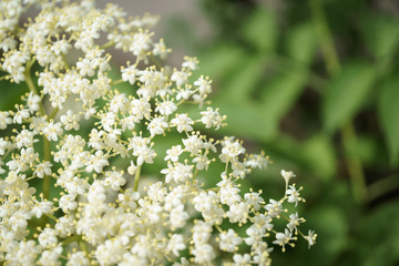 Black Elderberries flowers close