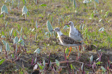 Ruffs on the ground