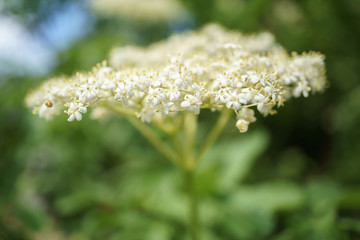 Black Elderberries flowers close