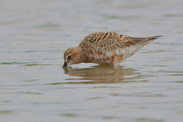 Curlew sandpiper (Caidris ferruginea)