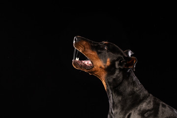 Closeup portrait of Doberman Pinscher Dog Looking in Camera on Black background